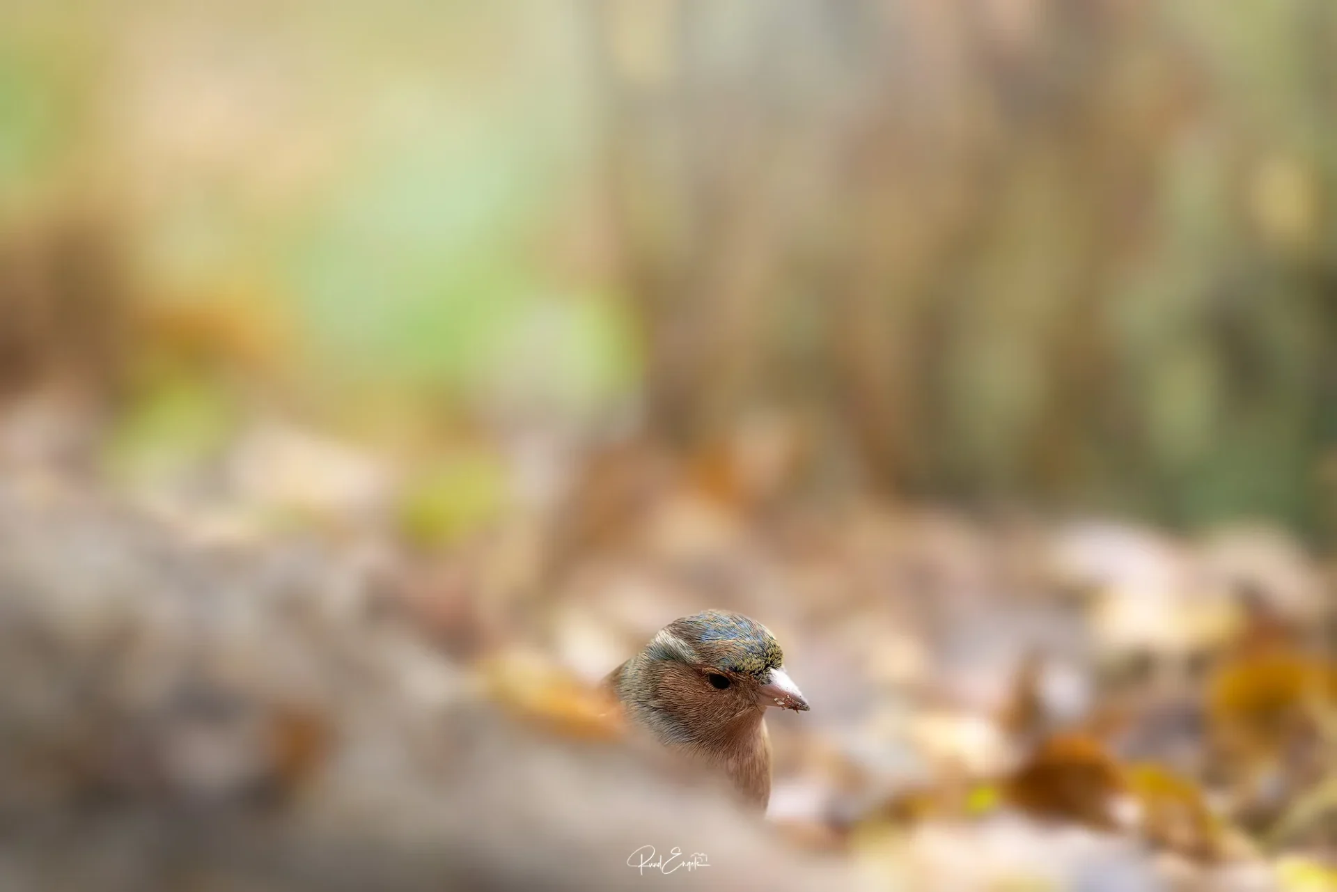 Ruud Engels | Photography | Fotohut Berlicum | Vink