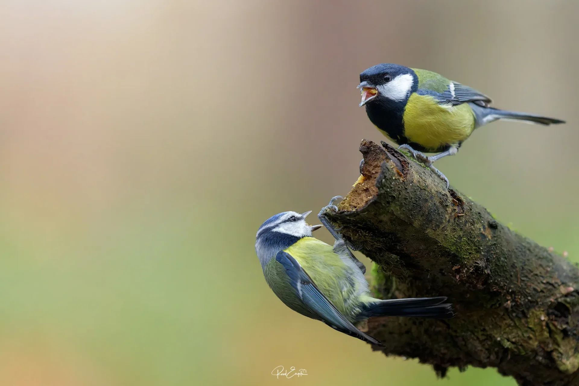 Ruud Engels | Photography | Fotohut Berlicum | Koolmees en Pimpelmees