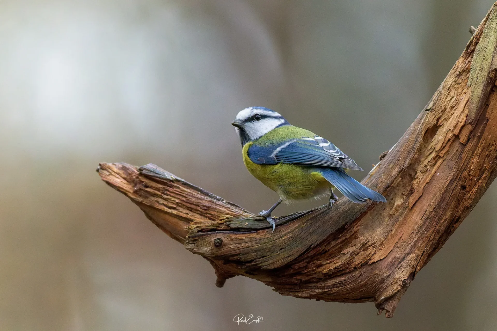 Ruud Engels | Photography | Fotohut Berlicum | Pimpelmees