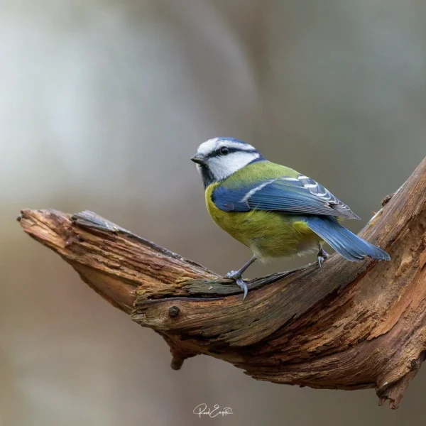 Ruud Engels | Photography | Fotohut Berlicum | Pimpelmees