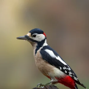 Ruud Engels | Photography | Fotohut Berlicum | Grote Bonte Specht