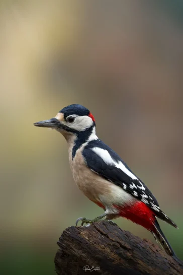 Ruud Engels | Photography | Fotohut Berlicum | Grote Bonte Specht