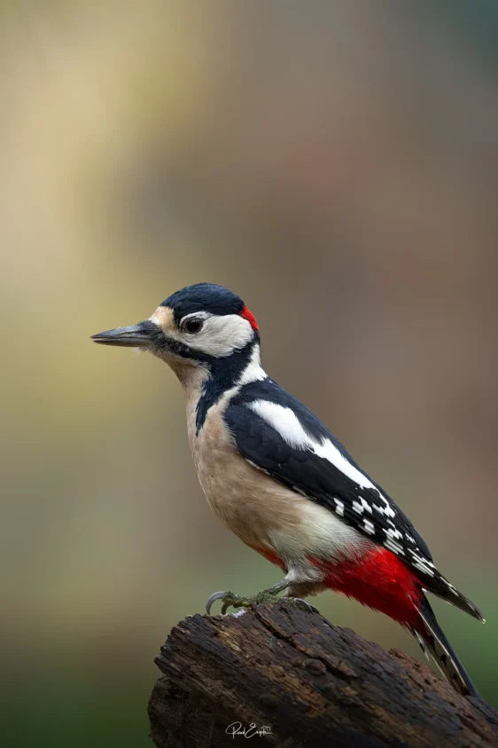 Ruud Engels | Photography | Fotohut Berlicum | Grote Bonte Specht