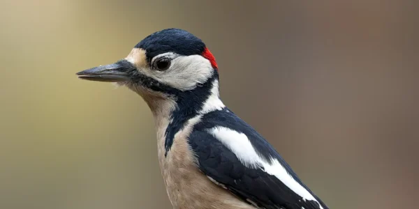 Ruud Engels | Photography | Fotohut Berlicum | Grote Bonte Specht