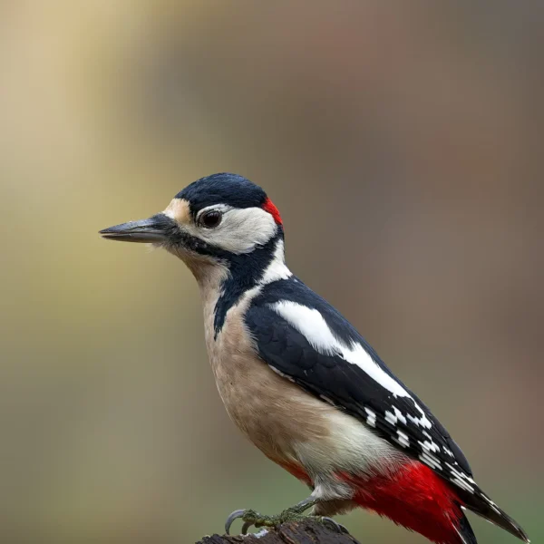 Ruud Engels | Photography | Fotohut Berlicum | Grote Bonte Specht