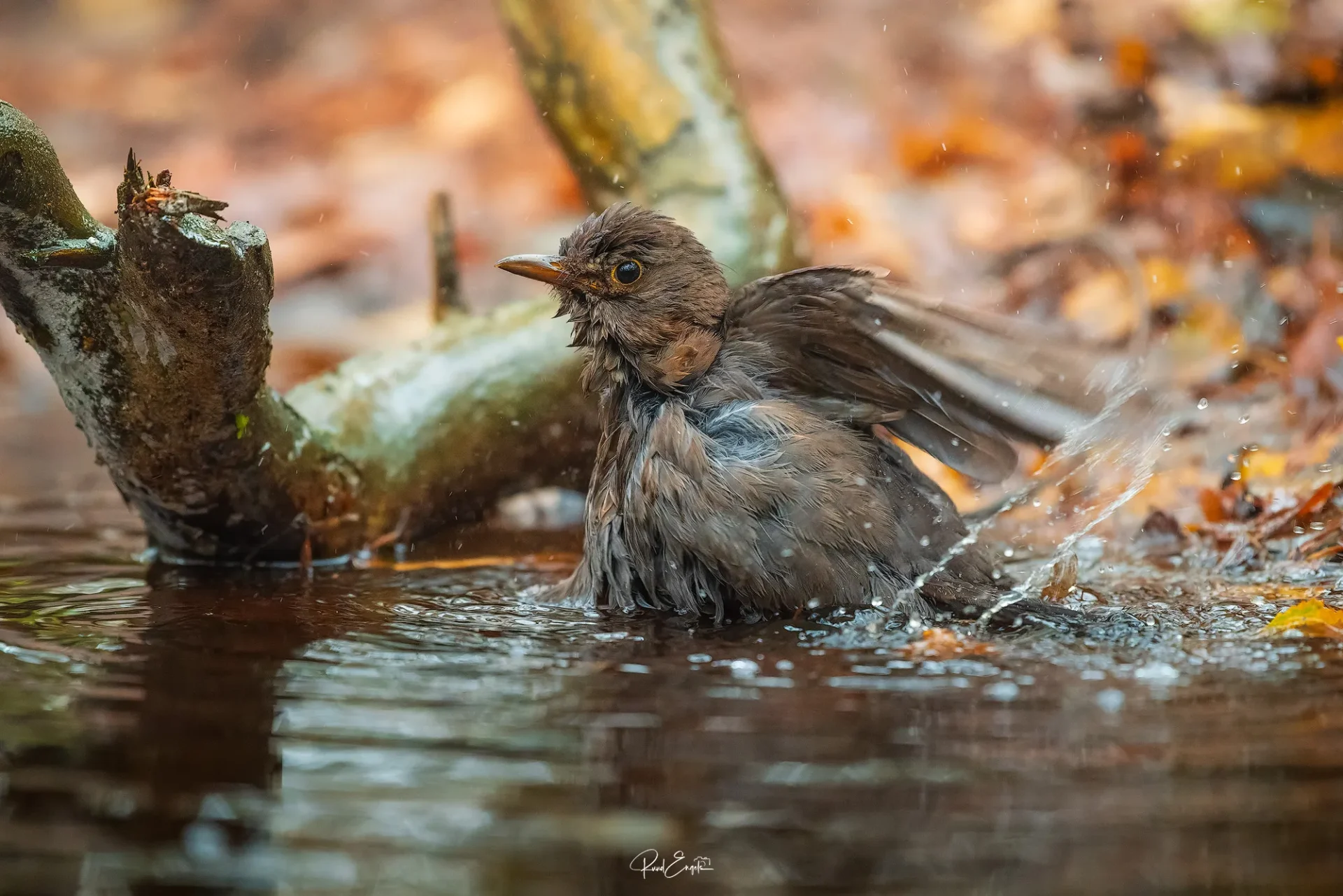 Ruud Engels | Photography | Fotohut Berlicum | Badderende merel