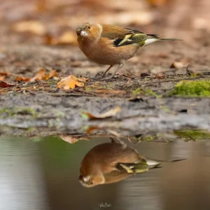 Ruud Engels | Photography | Fotohut Berlicum | Vink
