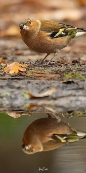 Ruud Engels | Photography | Fotohut Berlicum | Vink