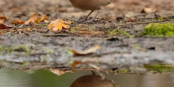 Ruud Engels | Photography | Fotohut Berlicum | Vink