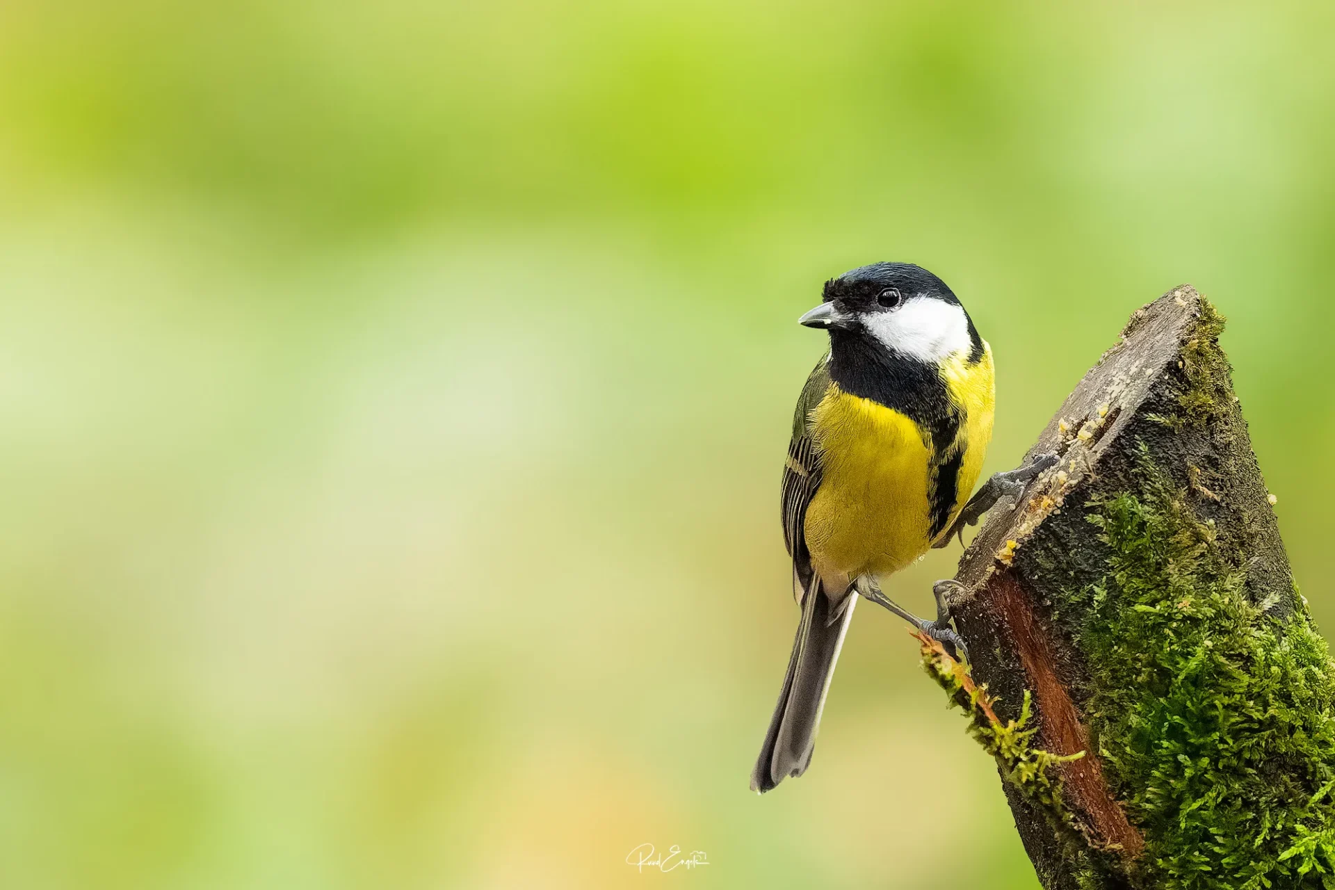 Ruud Engels | Photography | Fotohut Berlicum | Koolmees