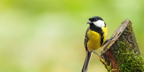 Ruud Engels | Photography | Fotohut Berlicum | Koolmees