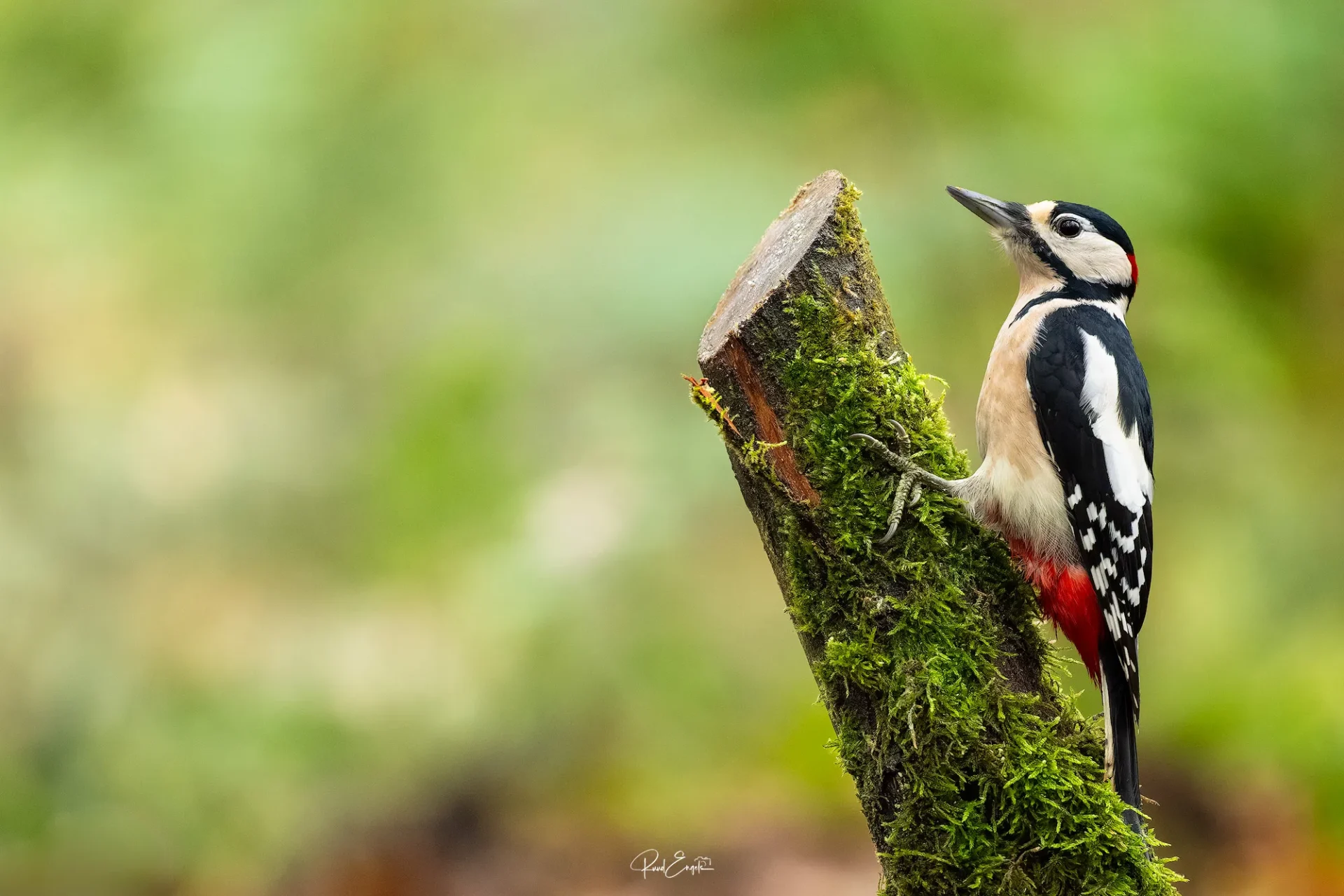 Ruud Engels | Photography | Fotohut Berlicum | Grote Bonte Specht