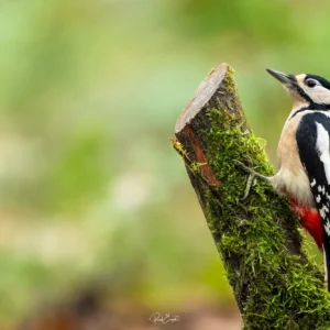Ruud Engels | Photography | Fotohut Berlicum | Grote Bonte Specht