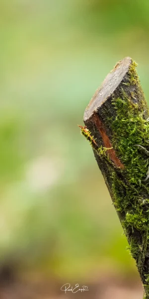 Ruud Engels | Photography | Fotohut Berlicum | Grote Bonte Specht