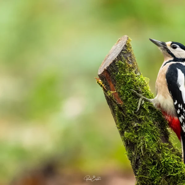 Ruud Engels | Photography | Fotohut Berlicum | Grote Bonte Specht