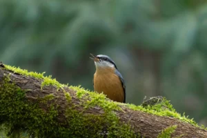 Ruud Engels - Photography - Vogelhut De Loonse Lens - Boomklever