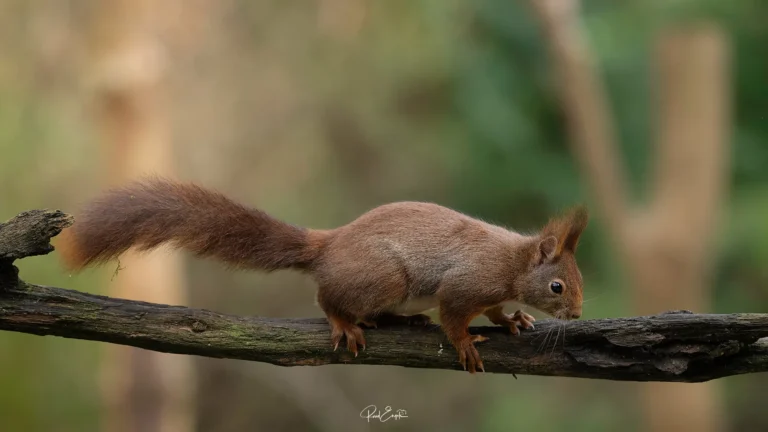 Ruud Engels - Photography - Vogelhut De Loonse Lens - Eekhoorn op boomstam