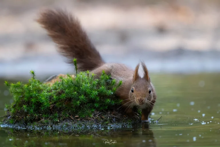 Ruud Engels - Photography - Vogelhut De Loonse Lens - Eekhoorn op eilandje