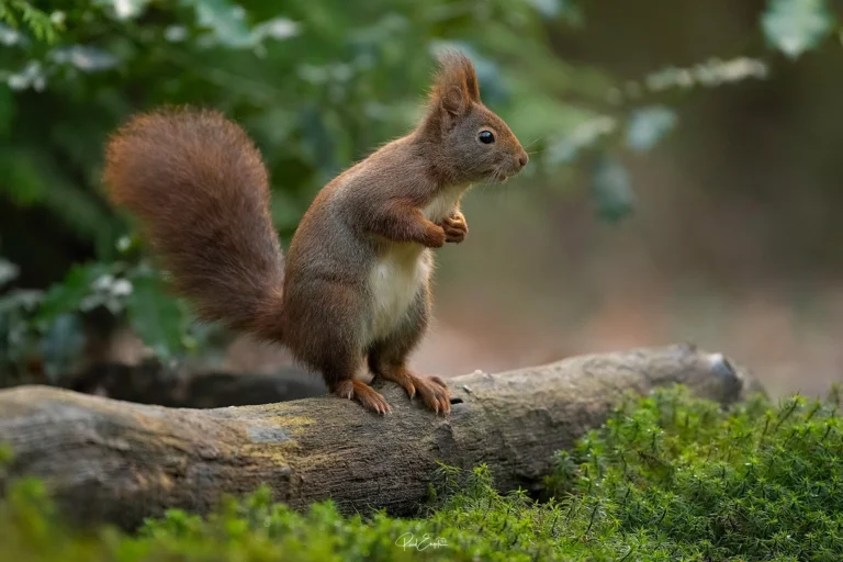 Ruud Engels - Photography - Vogelhut De Loonse Lens - Eekhoorn staand op boomstam