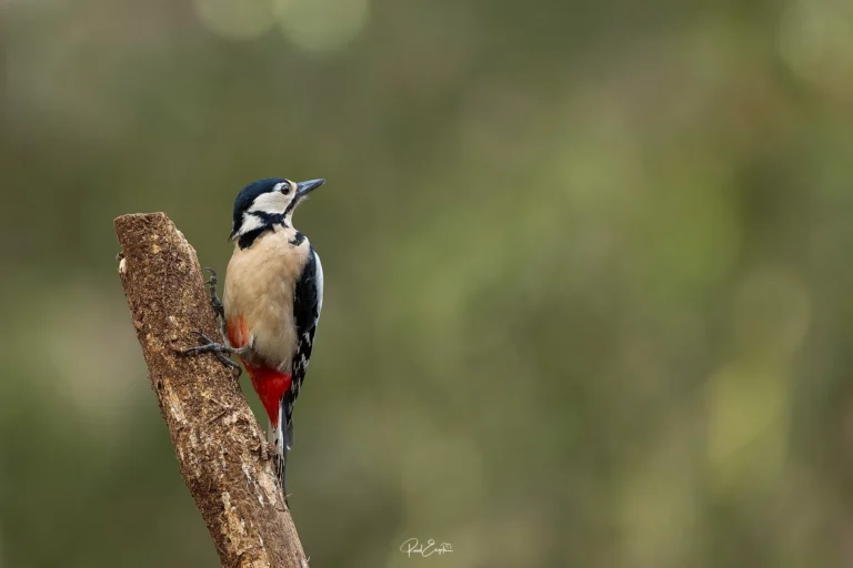 Ruud Engels - Photography - Vogelhut De Loonse Lens - Grote Bonte Specht
