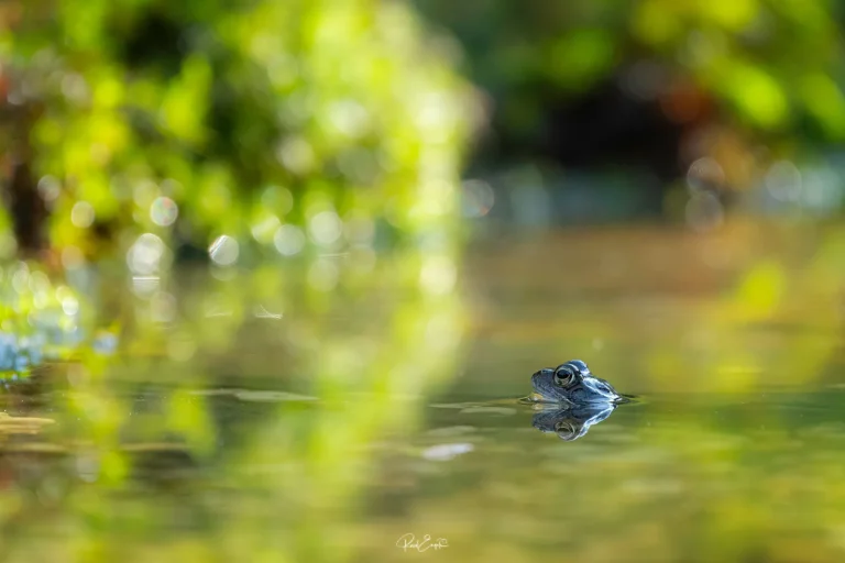Ruud Engels - Photography - Vogelhut De Loonse Lens - Kikker bokeh achtergrond