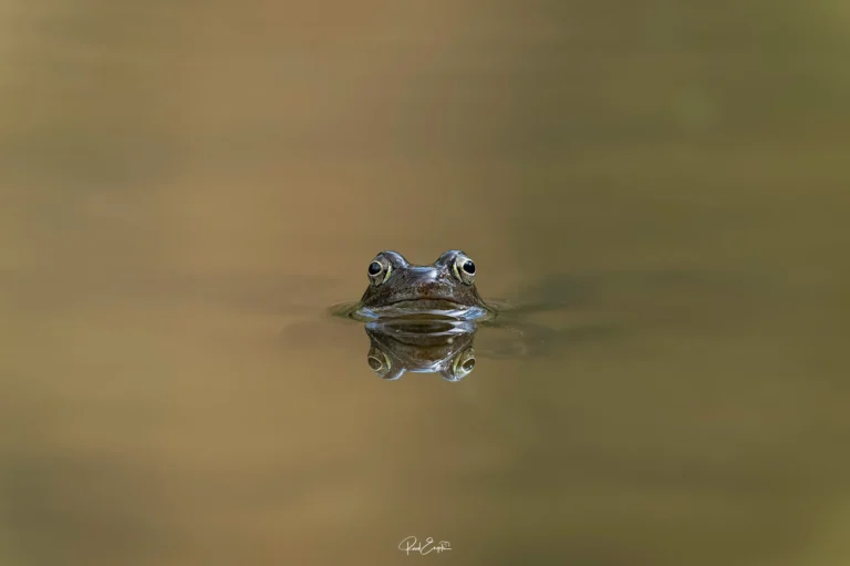 Ruud Engels - Photography - Vogelhut De Loonse Lens - Kikker minimalistisch