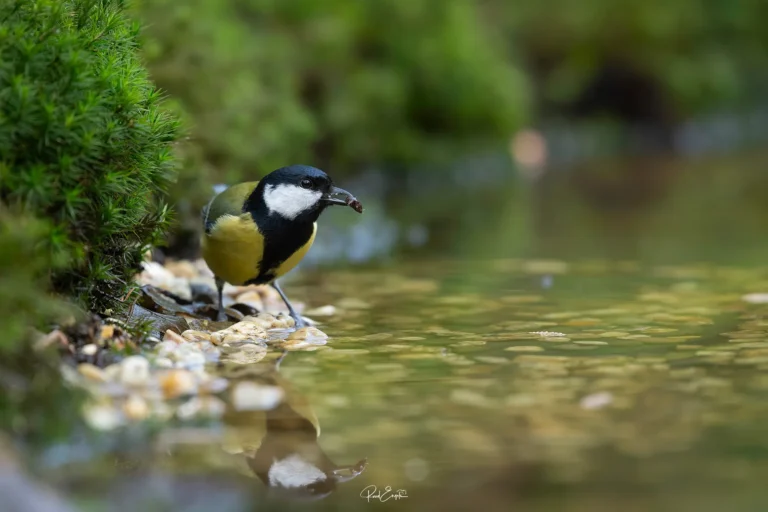 Ruud Engels - Photography - Vogelhut De Loonse Lens - Koolmees
