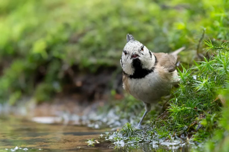 Ruud Engels - Photography - Vogelhut De Loonse Lens - Kuifmees kijkt je aan