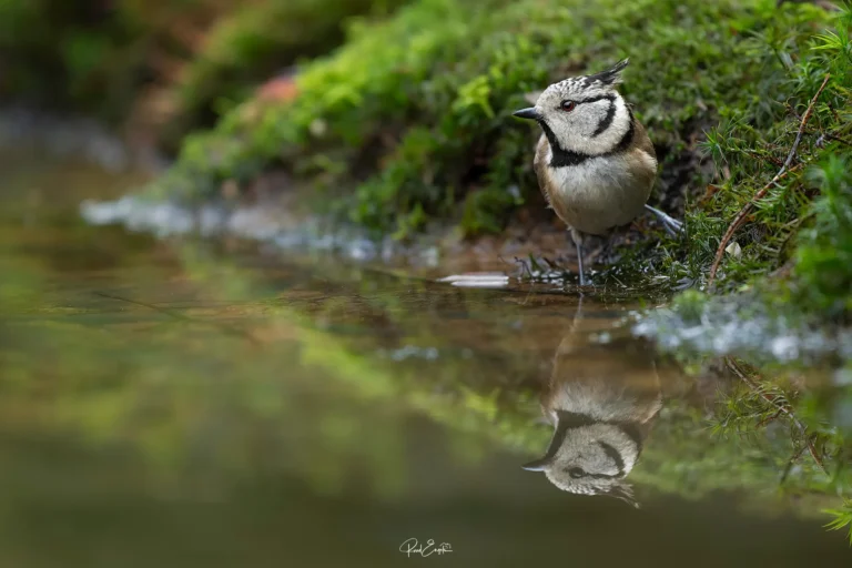 Ruud Engels - Photography - Vogelhut De Loonse Lens - Kuifmees met reflectie