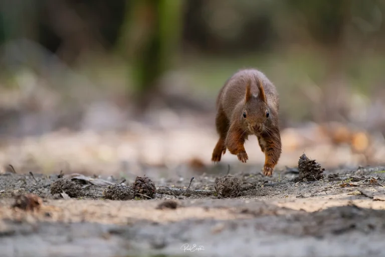 Ruud Engels - Photography - Vogelhut De Loonse Lens - Rennende eekhoorn