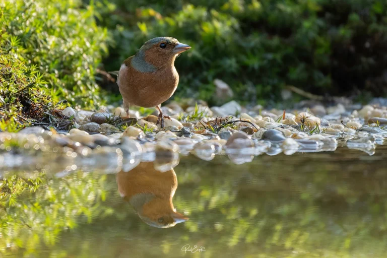 Ruud Engels - Photography - Vogelhut De Loonse Lens - Vink - man