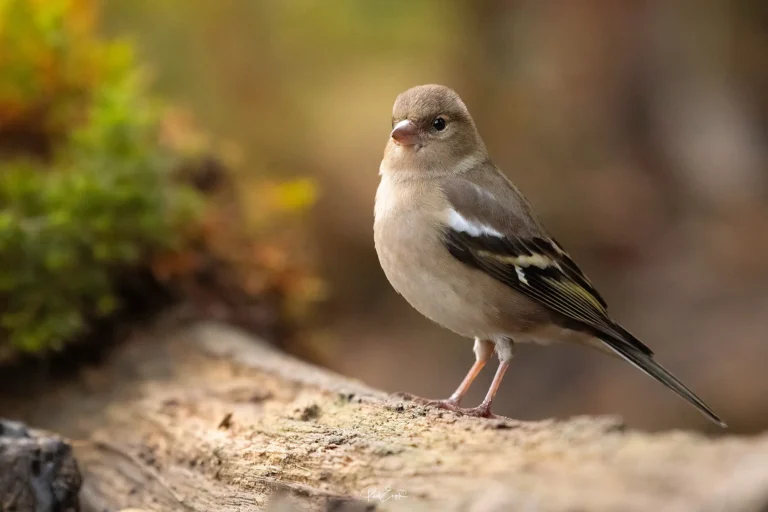 Ruud Engels - Photography - Vogelhut De Loonse Lens - Vink vrouw
