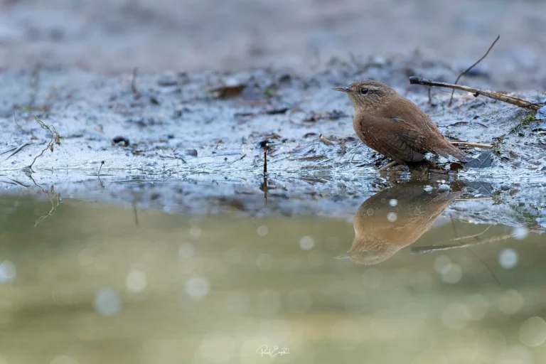Ruud Engels - Photography - Vogelhut De Loonse Lens - Winterkoning