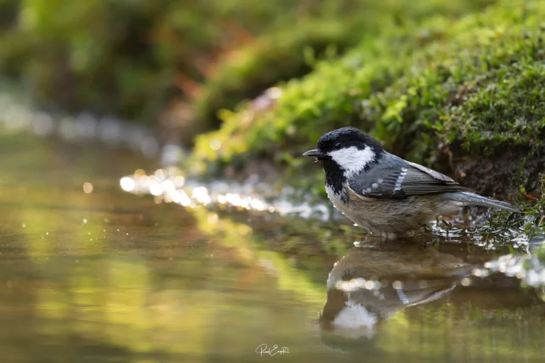 Ruud Engels - Photography - Vogelhut De Loonse Lens - Zwarte Mees