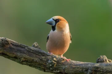 Ruud Engels - Photography - Fotohut Maasduinen Appelvink