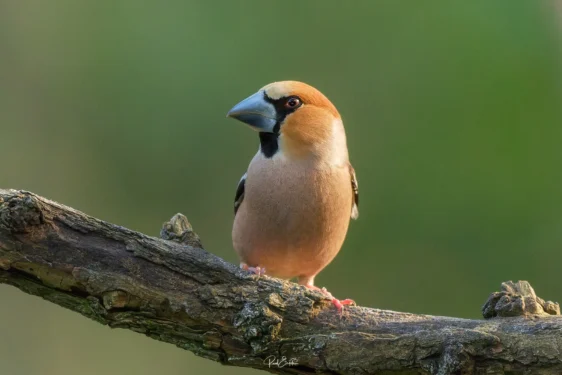 Ruud Engels - Photography - Fotohut Maasduinen Appelvink