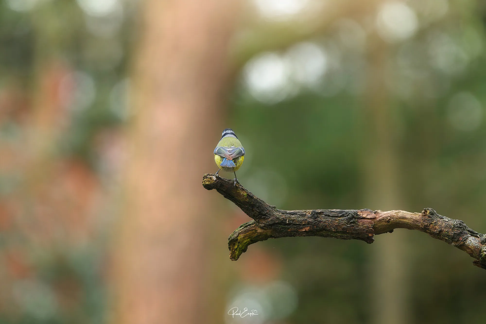 Ruud Engels - Photography - Fotohut Maasduinen Pimpelmees