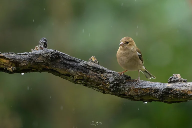 Ruud Engels - Photography - Fotohut Maasduinen Vink